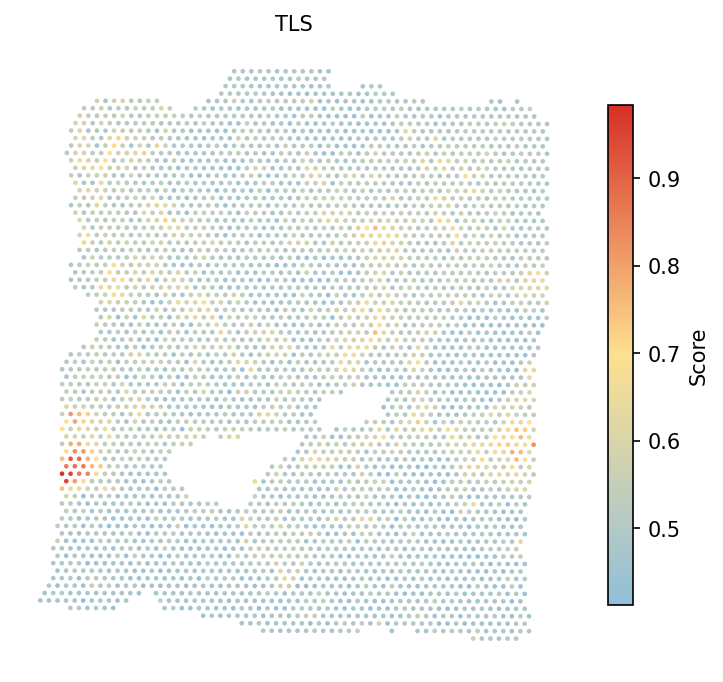TLS gene set score