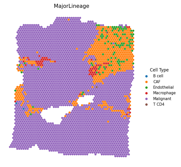 Most abundant cell type